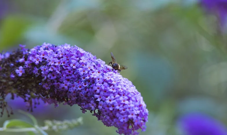 "De ce să te deranjezi cu florile? Ar trebui să cultivi legume," a spus mama Sarei cu dispreț